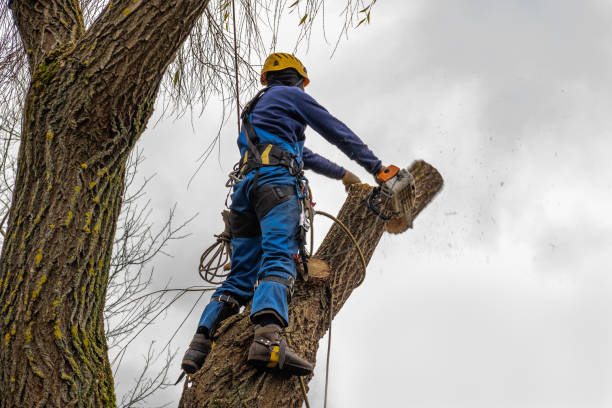 Dead Tree Removal in Altamonte Springs, FL